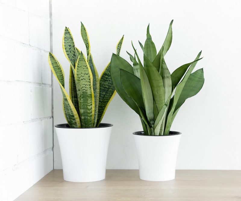 Two green plants on wooden table