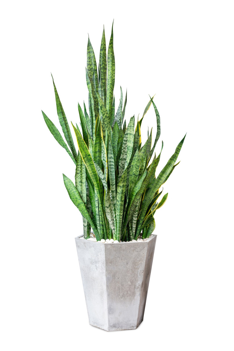 Potted snake plant on white background