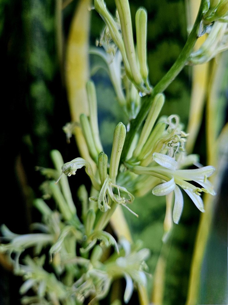 Green plant buds close-up