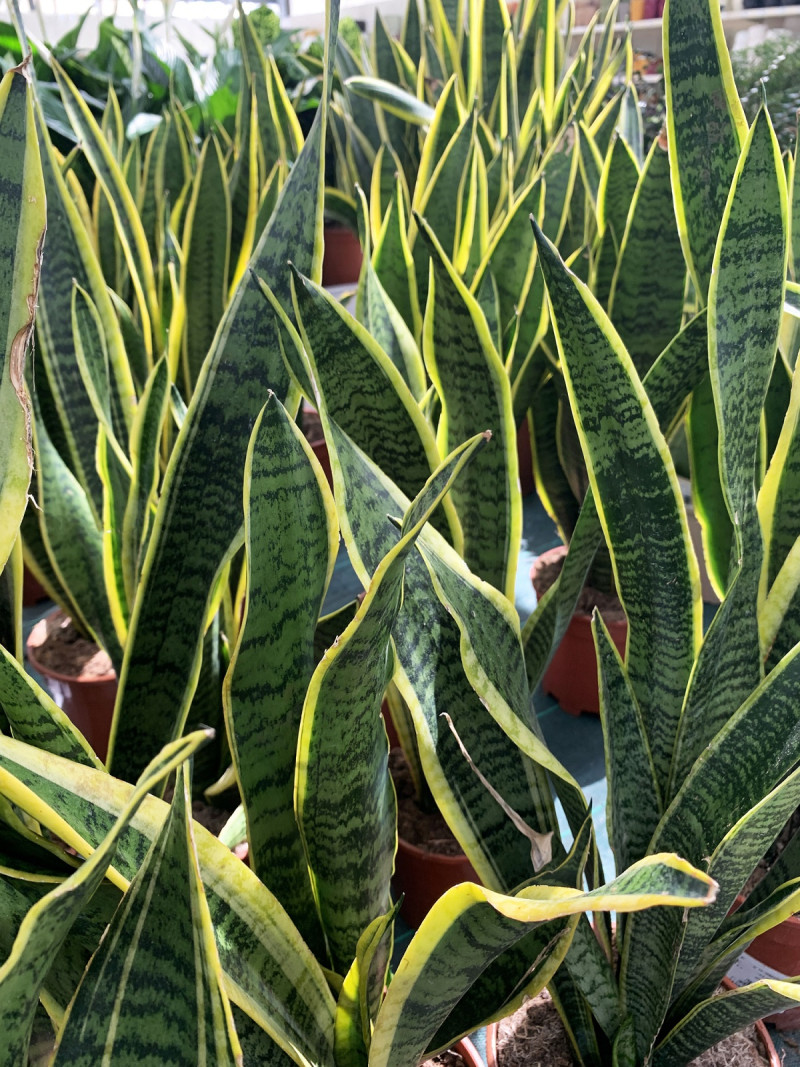 Plants inside sunny greenhouse interior