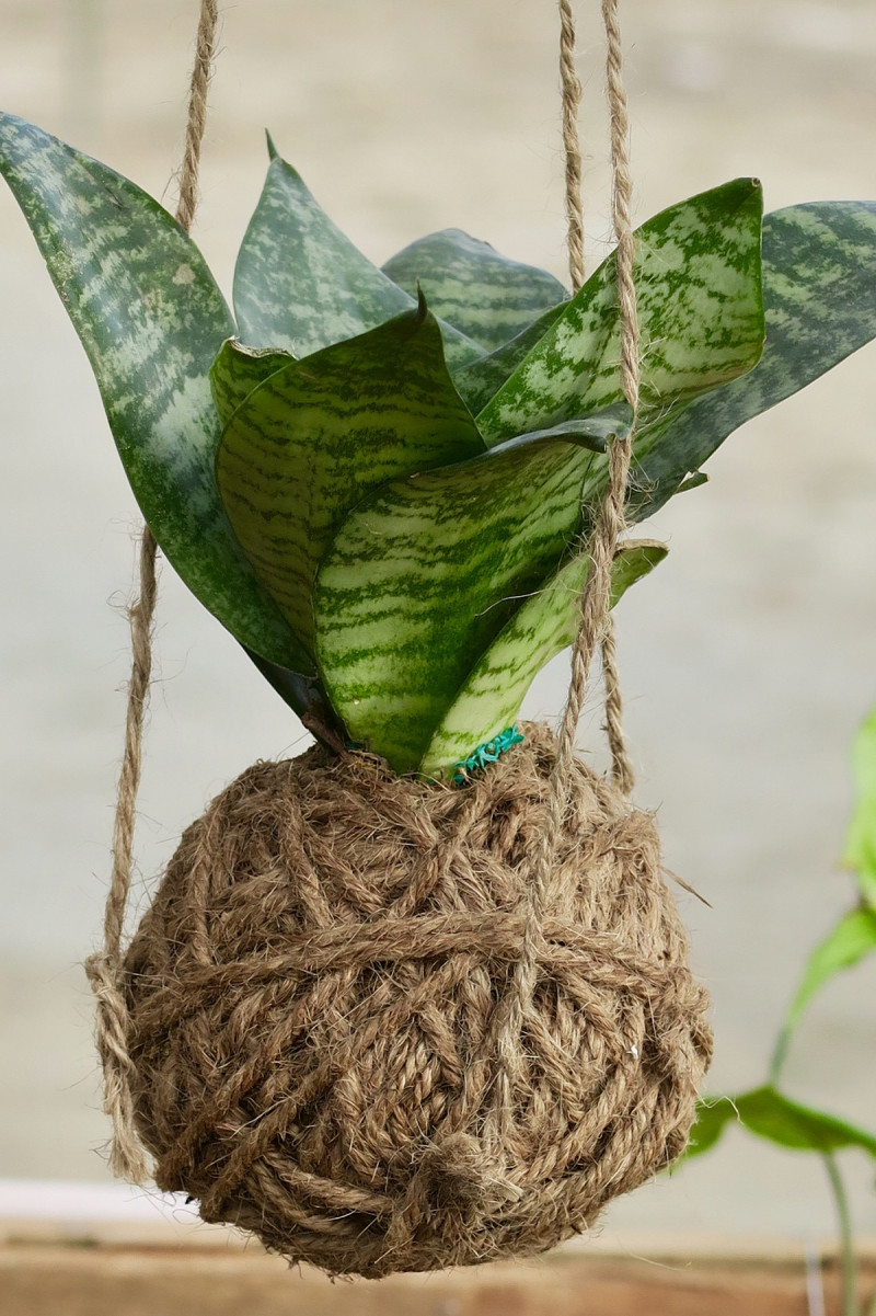 Potted plant in hanging macramé basket