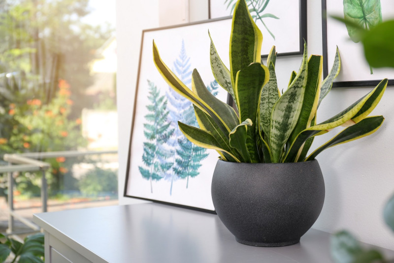 Snake plant in gray planter