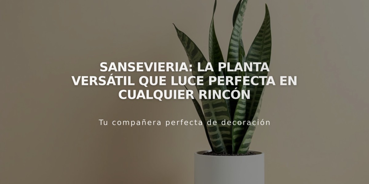 Sansevieria: La planta versátil que luce perfecta en cualquier rincón