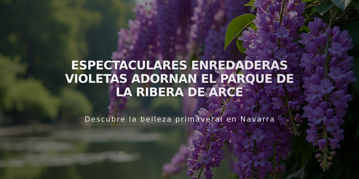 Espectaculares enredaderas violetas adornan el Parque de la Ribera de Arce