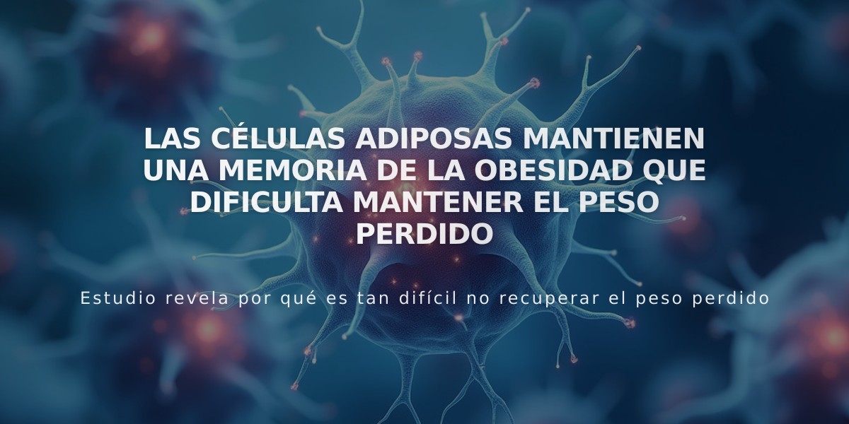 Las células adiposas mantienen una memoria de la obesidad que dificulta mantener el peso perdido