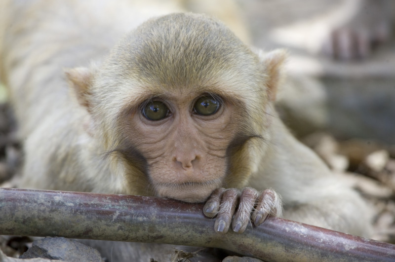 Monkey holding wooden stick