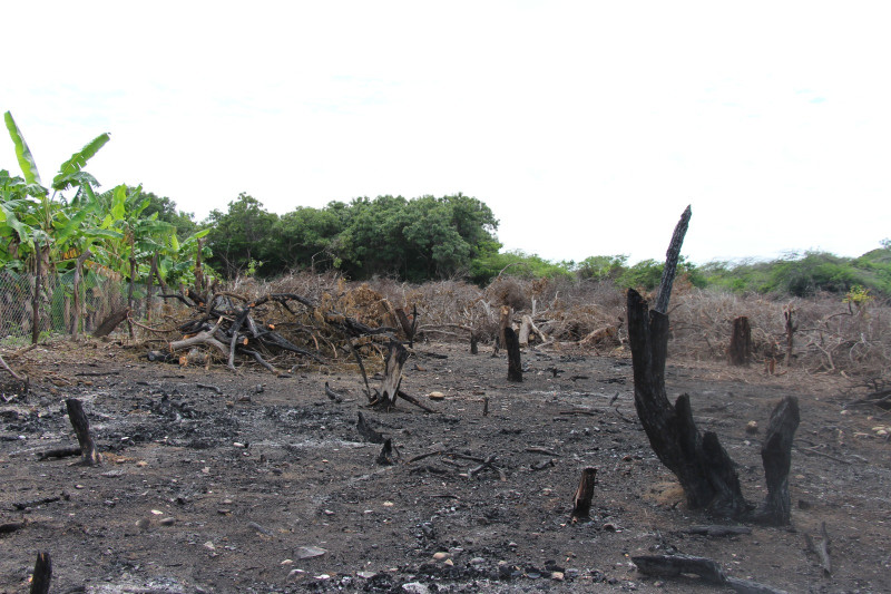 Tierra quemada con tocones carbonizados