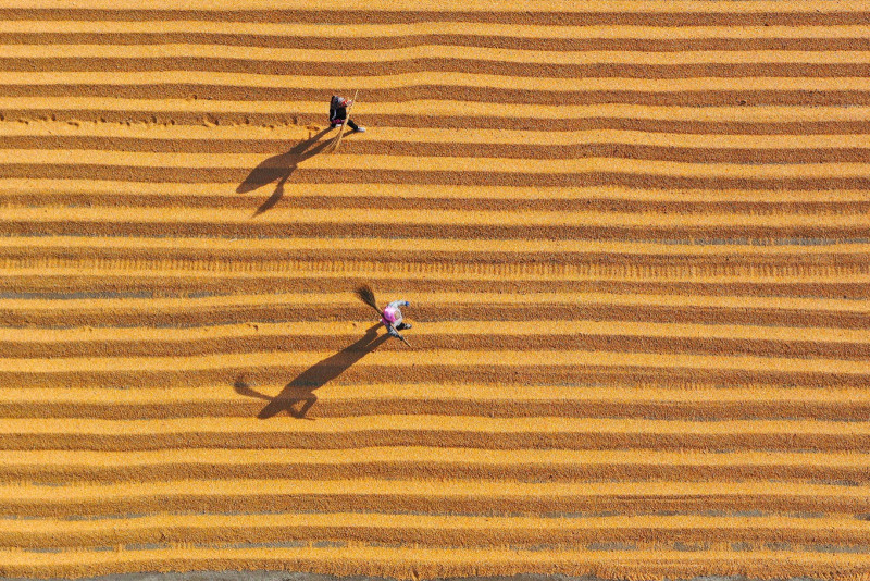 Cosechadoras recolectando trigo en campo