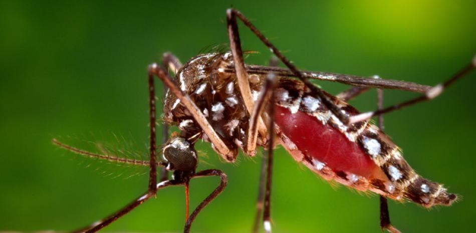 Mosquito con patas largas y delgadas