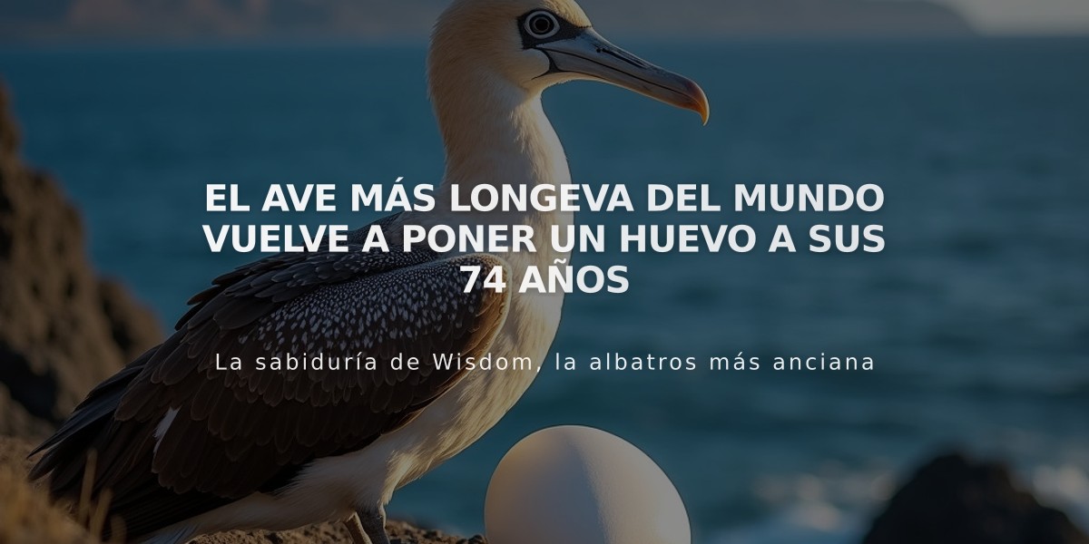 El ave más longeva del mundo vuelve a poner un huevo a sus 74 años