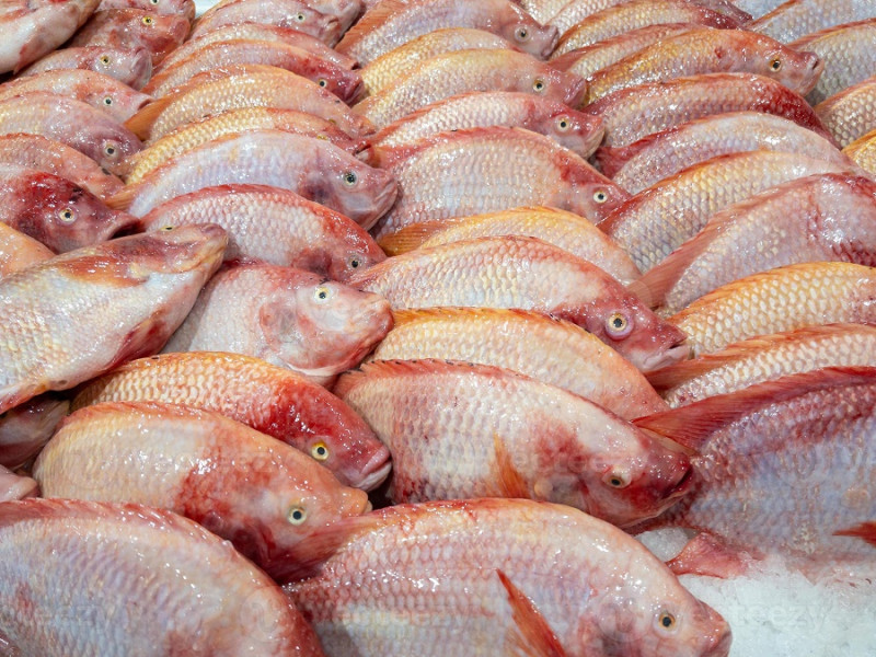 Pescado crudo de río amontonado