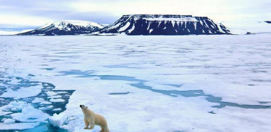 Oso polar descansando sobre hielo