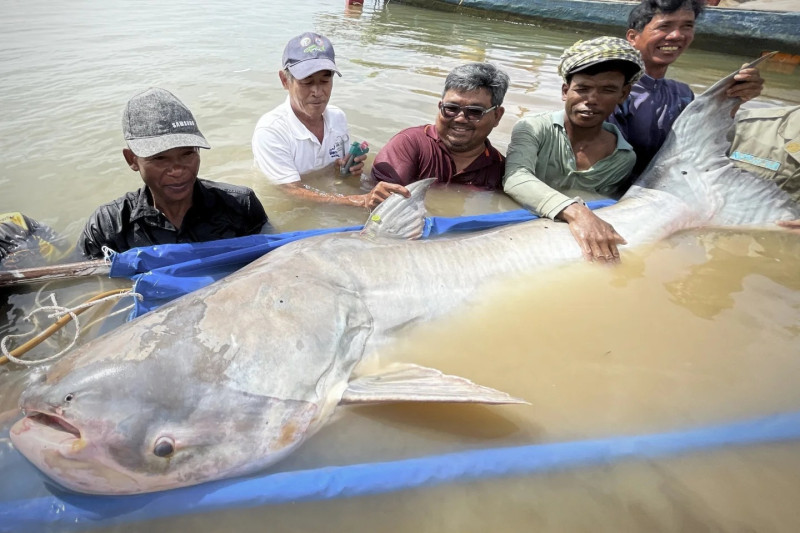 Pescadores muestran enorme pez capturado