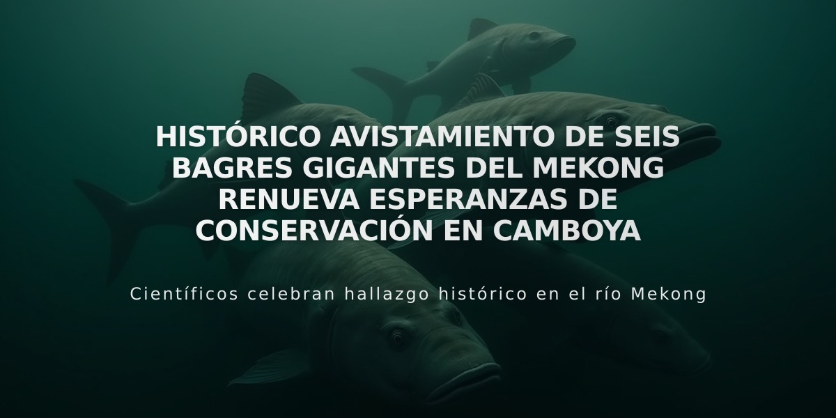 Histórico avistamiento de seis bagres gigantes del Mekong renueva esperanzas de conservación en Camboya