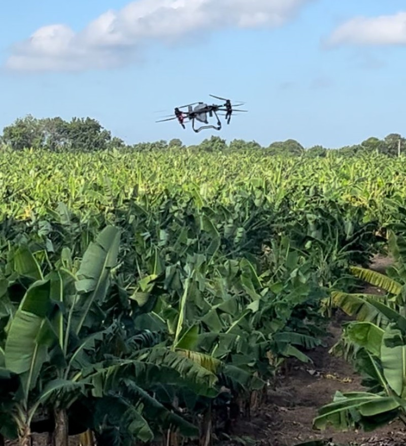 Dron sobrevolando plantación bananera