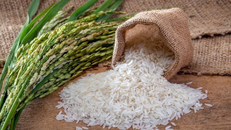 Granos y plantas de arroz