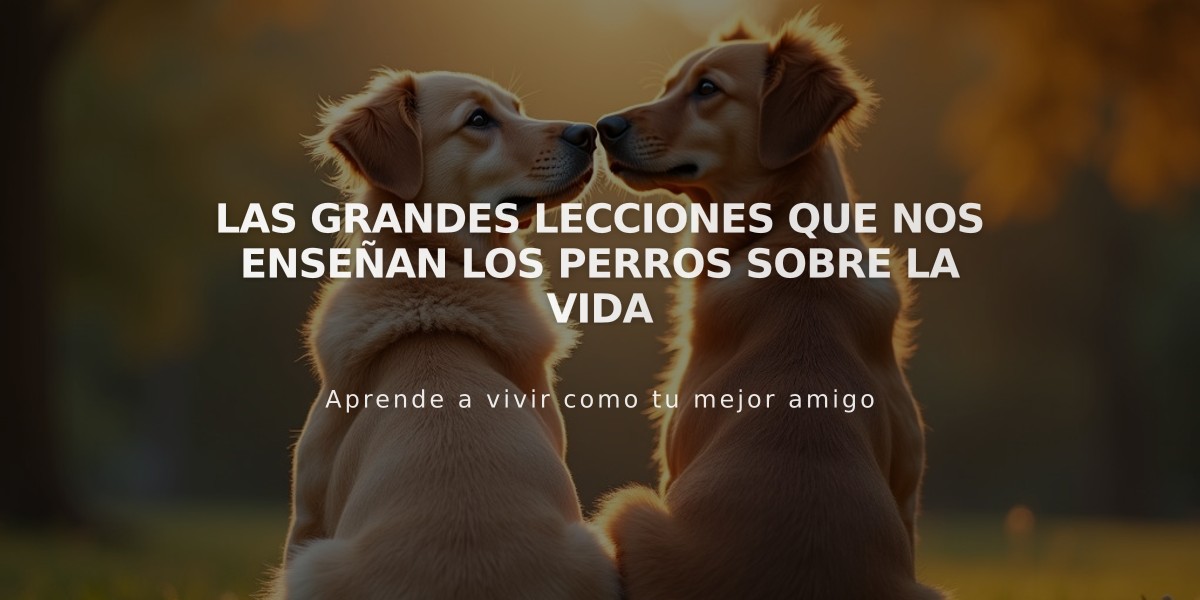 Las grandes lecciones que nos enseñan los perros sobre la vida