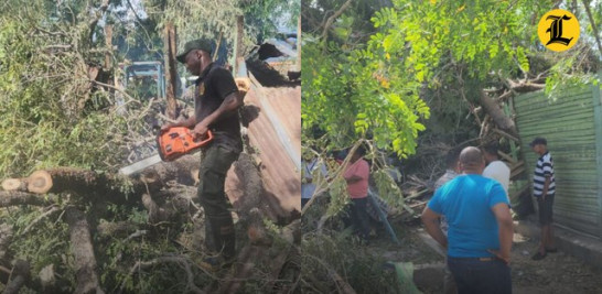 Hombre cortando árbol con motosierra