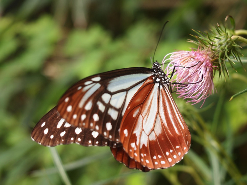 Mariposa posada en flor rosada