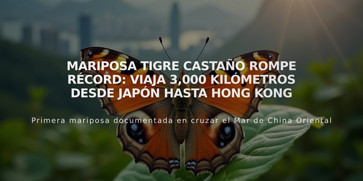 Mariposa tigre castaño rompe récord: viaja 3,000 kilómetros desde Japón hasta Hong Kong