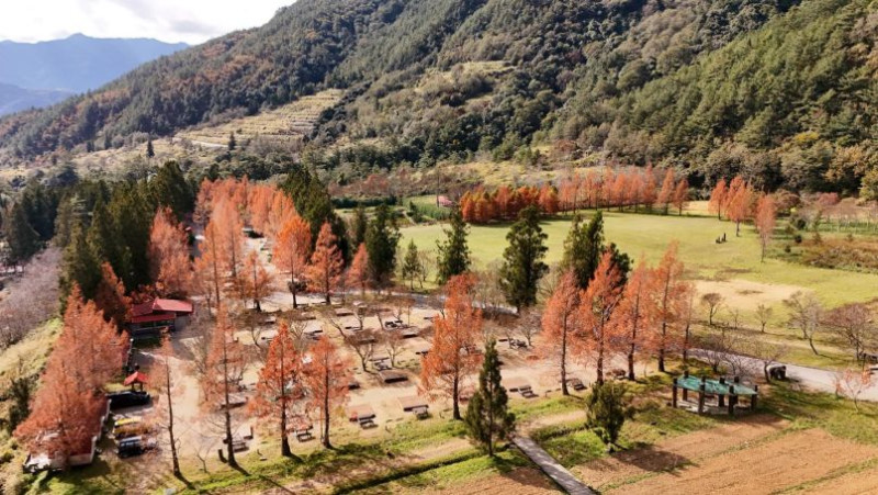 Naranjos en campo agrícola