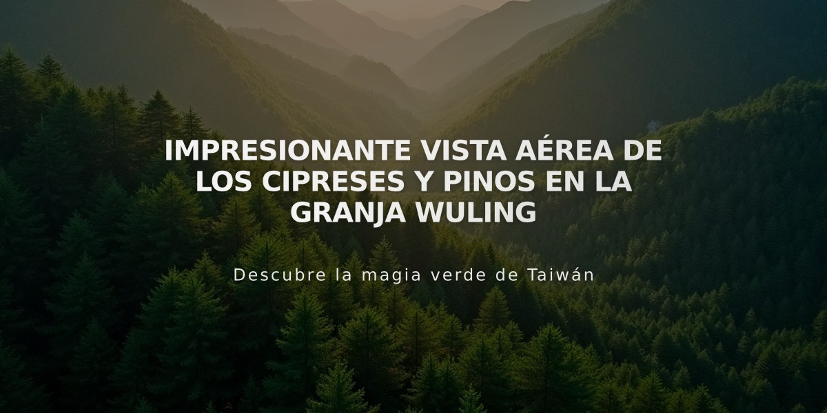 Impresionante vista aérea de los cipreses y pinos en la Granja Wuling