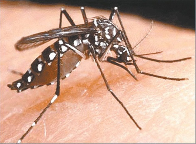 Mosquito Aedes aegypti picando piel