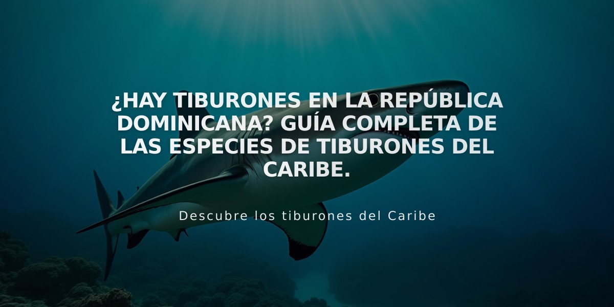 ¿Hay tiburones en la República Dominicana? Guía completa de las especies de tiburones del Caribe.