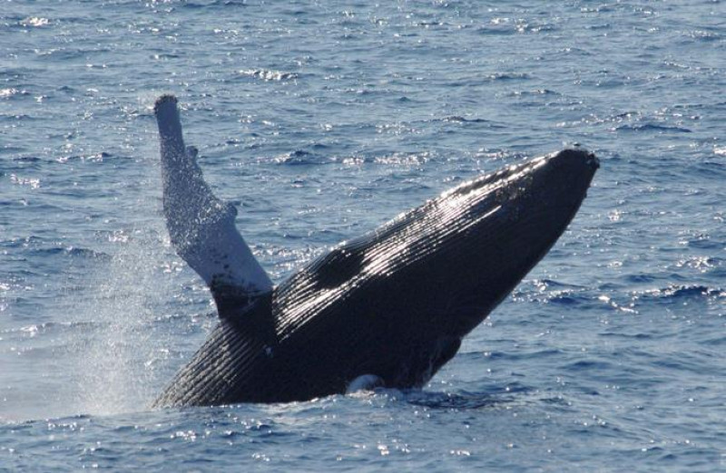 Ballena jorobada saltando del océano