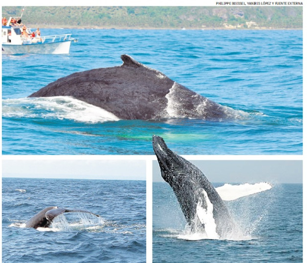 Dos ballenas emergiendo del océano