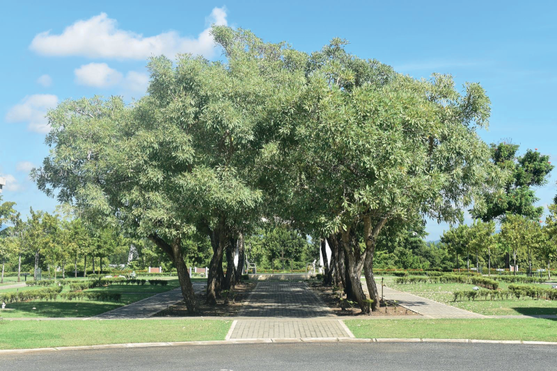 Sendero entre árboles en parque