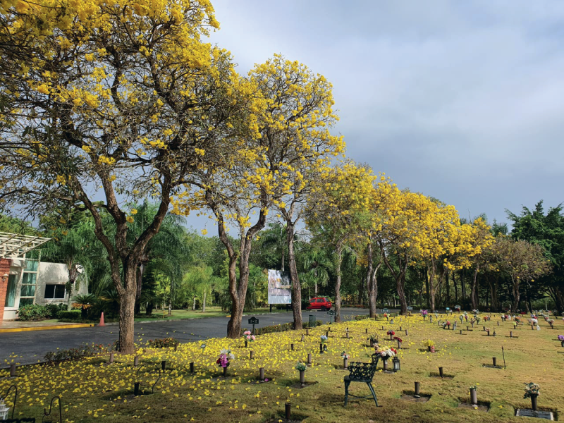 Cementerio con árboles otoñales.