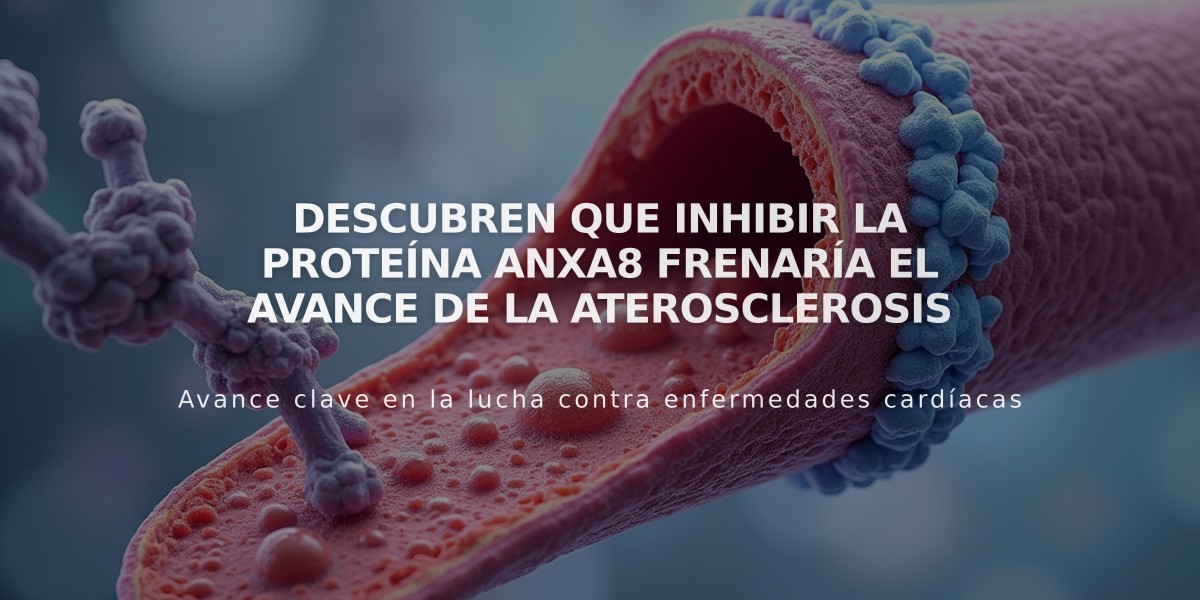 Descubren que inhibir la proteína AnxA8 frenaría el avance de la aterosclerosis