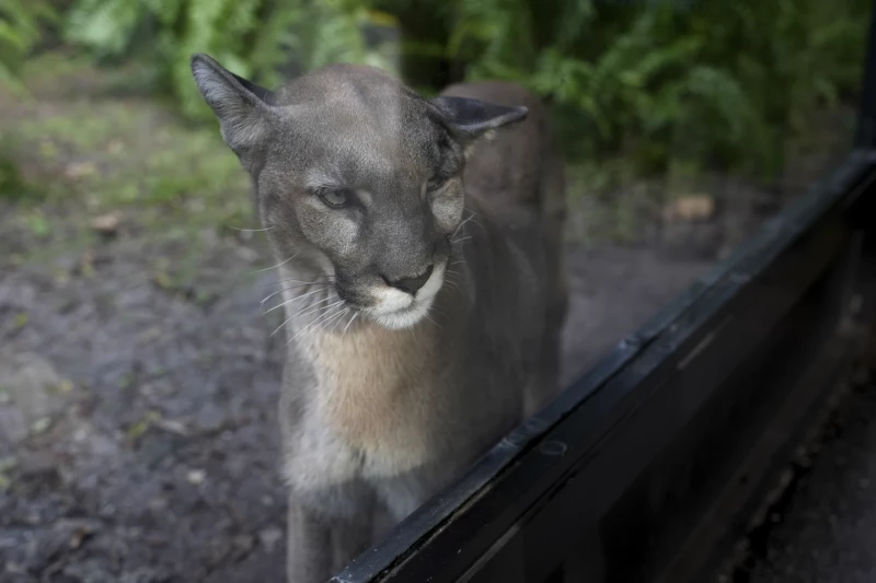 Puma enjaulado tras reja negra