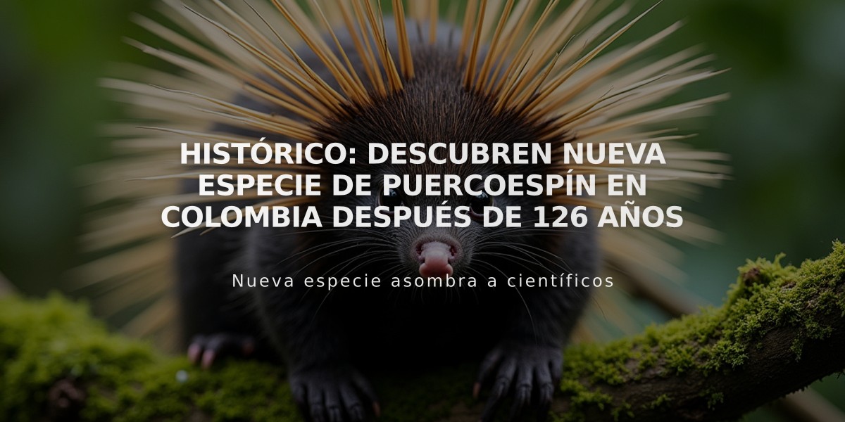 Histórico: Descubren nueva especie de puercoespín en Colombia después de 126 años