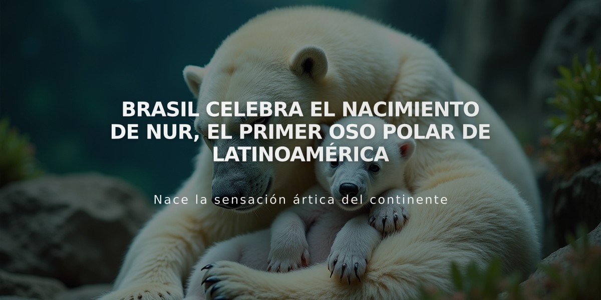 Brasil celebra el nacimiento de Nur, el primer oso polar de Latinoamérica