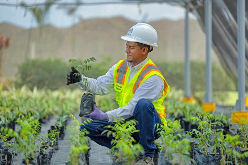 Trabajador con casco sostiene planta