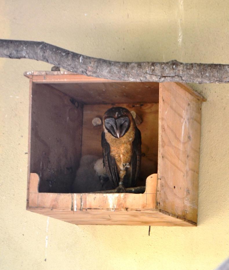 Búho dentro de caja de madera