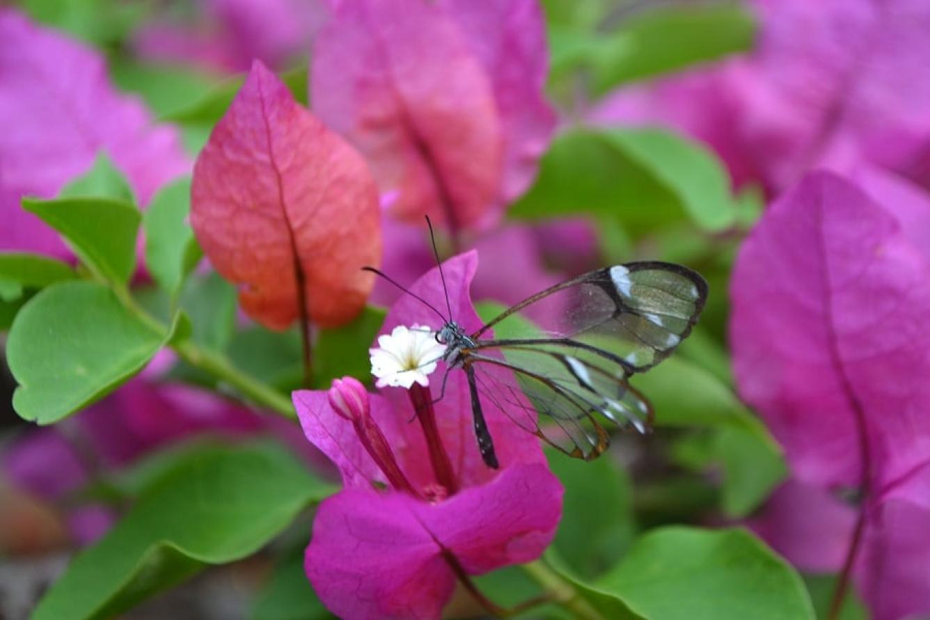 Mariposa posada en flor rosada