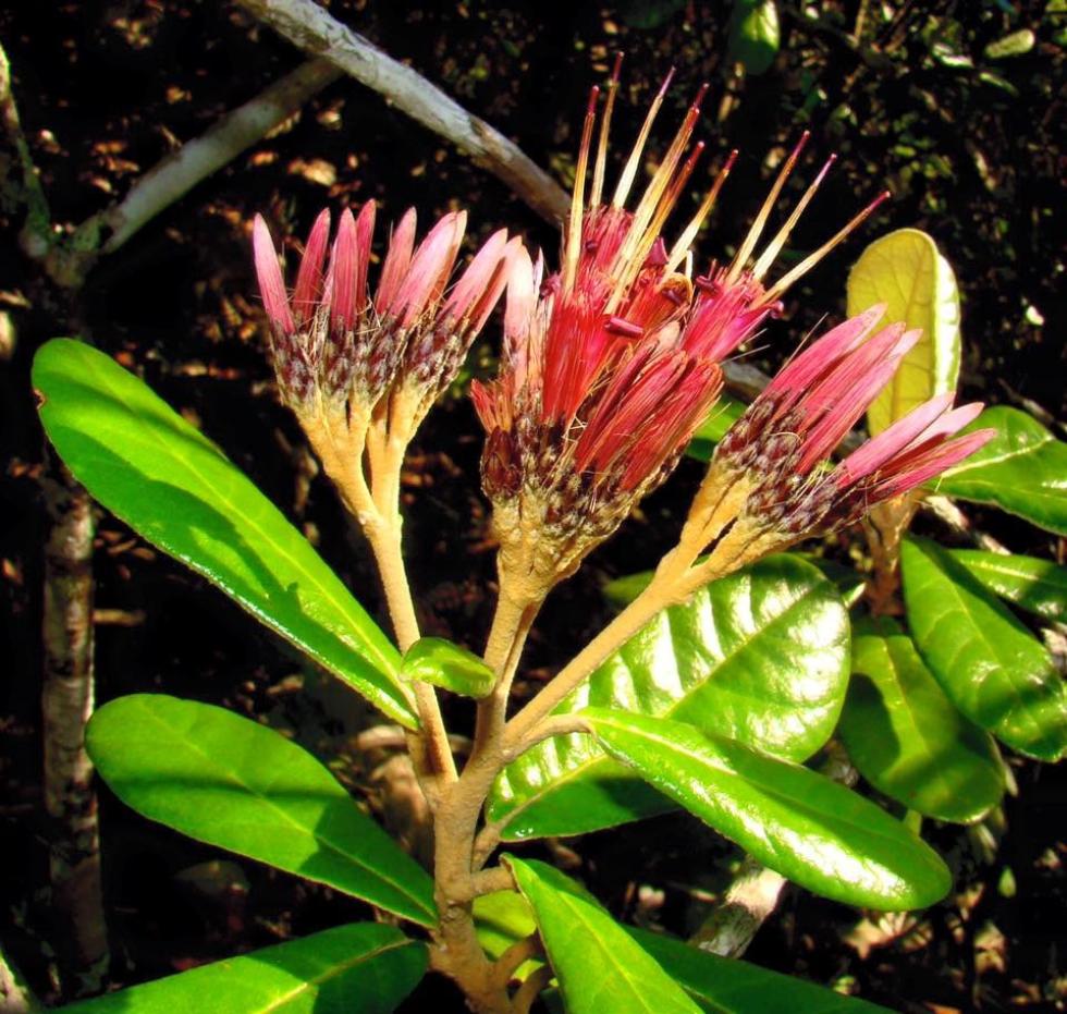 Flores rosadas con hojas verdes