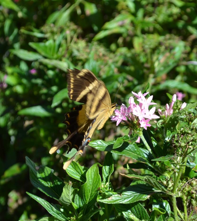 Mariposa amarilla sobre flores rosadas