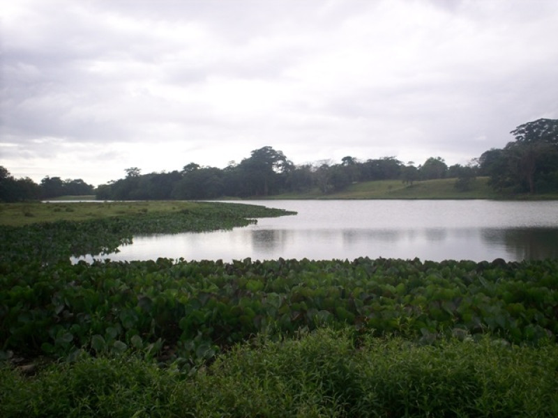 Lago rodeado de naturaleza verde