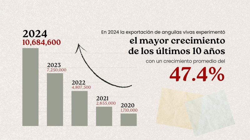 En 2024 la exportación de anguilas vivas experimentó el mayor incremento de los últimos 10 años, con un crecimiento promedio de 47.4%.Kharla Ceballos/Listín Diario